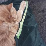 Picture of cat found at Lewarde