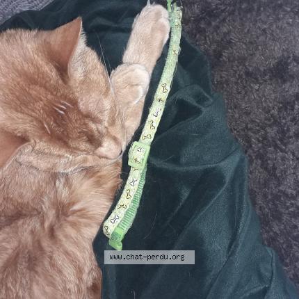 Photo 1/1 Found cat Found in Lewarde