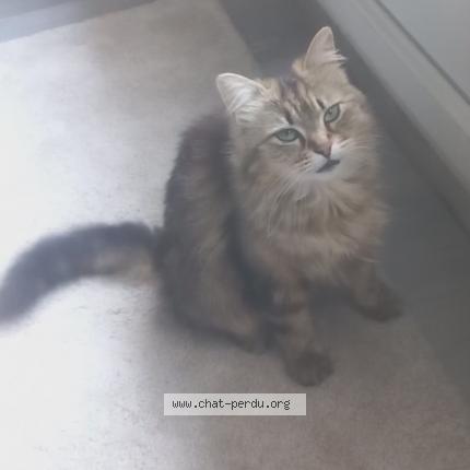 Photo 1/1 xena Chat lost in Grenoble