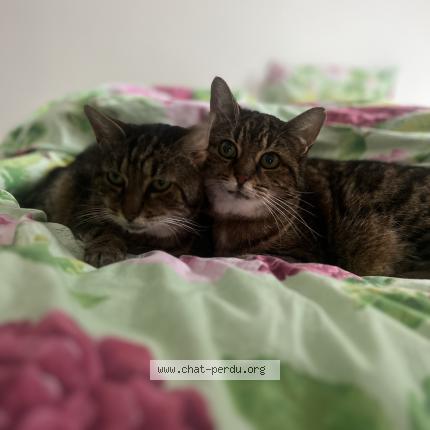 Photo 1/1 C&acirc;line Chat lost in Campbon