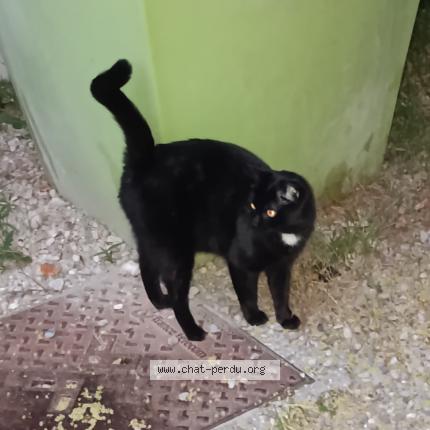 Photo 1/1 Found cat Found in Villeurbanne