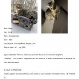 Picture of cat lost at Miribel