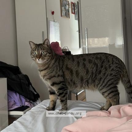 Photo 2/2 Nene Chat lost in Miribel