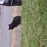 Picture of cat found at Bayonne