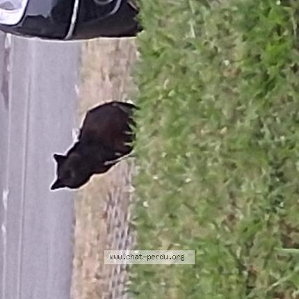 Photo 1/1 Found cat Found in Bayonne