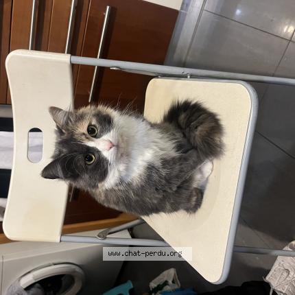 Photo 1/1 Minou Chat lost in Vincennes