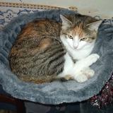 Picture of cat lost at Saint Flour