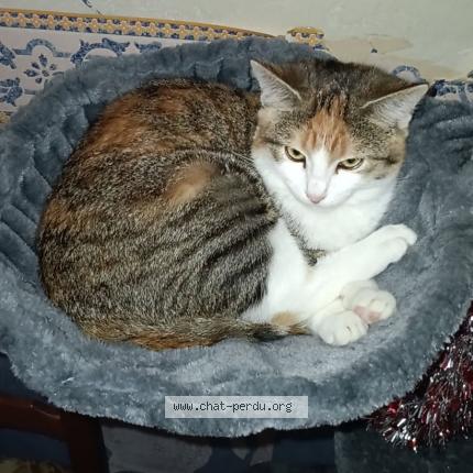 Photo 1/1 Hoanna Chat lost in Saint flour