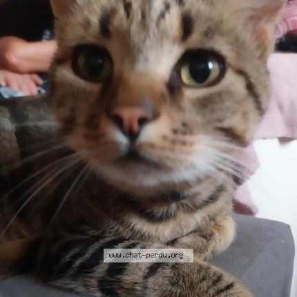 Photo 2/2 Éclair Chat lost in Ganac