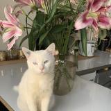 Picture of cat lost at La Courneuve