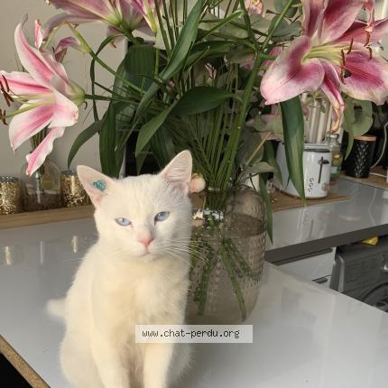 Photo 1/1 Cat reunited Lost in La courneuve