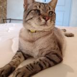 Picture of cat lost at La Blaquiere