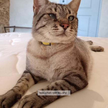 Photo 1/1 Baltouff Chat lost in La blaquiere