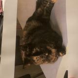 Picture of cat lost at La Courneuve