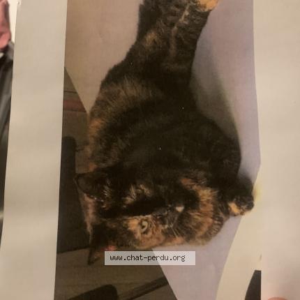 Photo 1/1 Cami Chat lost in La courneuve