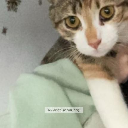 Photo 1/1 Nala Chat lost in Rive de gier