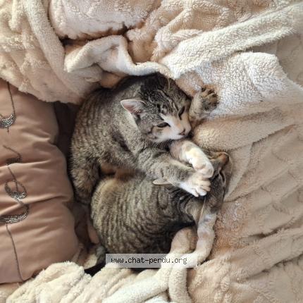 Foto einer verlorenen Katze in Troistorrents