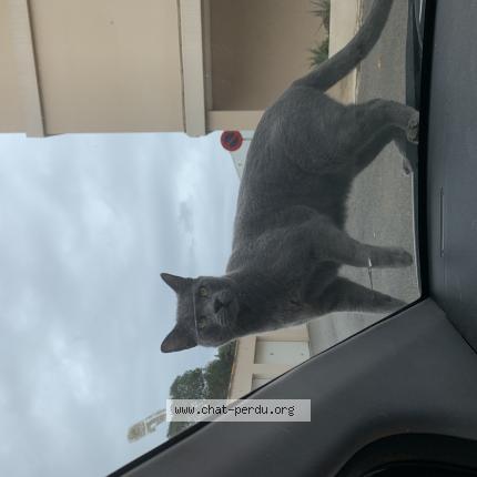 Photo 1/1 Hanoï Chat lost in La seyne sur mer