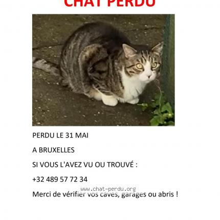 Foto van vermiste kat in Bruxelles