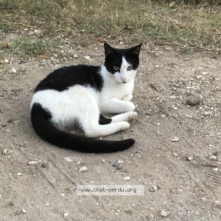 Photo 1/3 Janis Chat lost in Hyeres