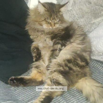 Photo 1/1 Spoon Chat lost in St georges sur allier