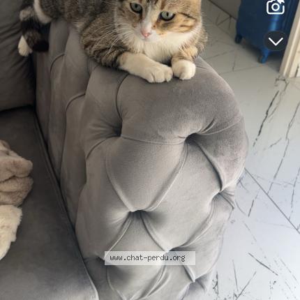 Photo 1/1 Nina Chat lost in Marignane