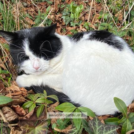 Photo 1/1 Oreo Chat lost in Grandvaux