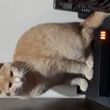 Picture of cat lost at Jouet Sur L Aubois