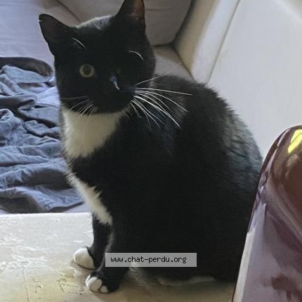 Photo 1/1 Chamallow Chat lost in Metz