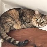 Picture of cat lost at Bibost