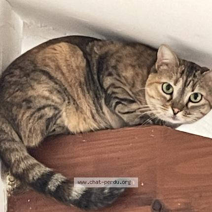 Photo 1/1 Tigrelle Chat lost in Bibost