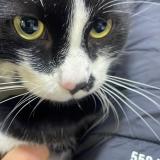 Picture of cat lost at La Ricamarie