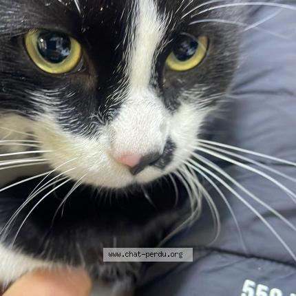 Photo 1/1 Usko Chat lost in La ricamarie