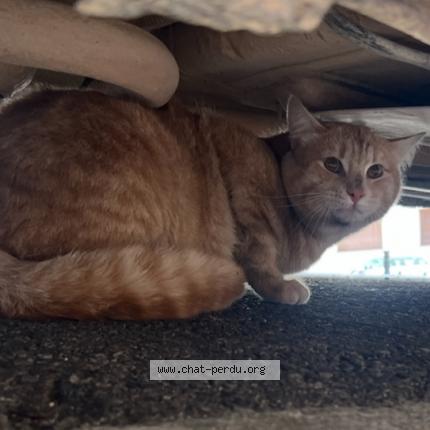 Photo 1/1 Found cat Found in Cannes