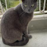 Picture of cat found at Montpellier