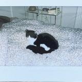 Picture of cat lost at Labruguiere