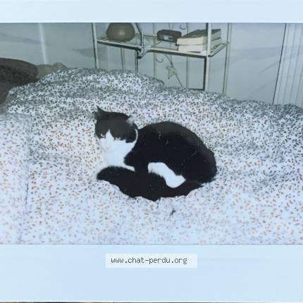 Photo 1/1 Zoro Chat lost in Labruguiere