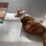 Picture of cat lost at Labruguiere