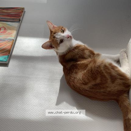 Photo 1/1 Sparou Chat lost in Labruguiere