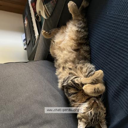 Photo 1/1 Lovelace Chat lost in Chateau gontier sur mayenne