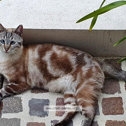 Photo 1/1 Pralin Chat lost in Saint maur des fosses