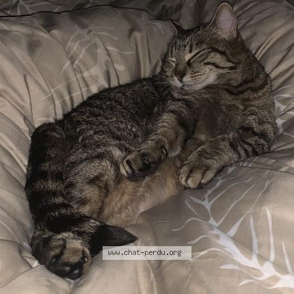 Photo 4/5 Moumie Chat lost in Luzillat