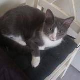 Picture of cat lost at Marigny Le Lozon