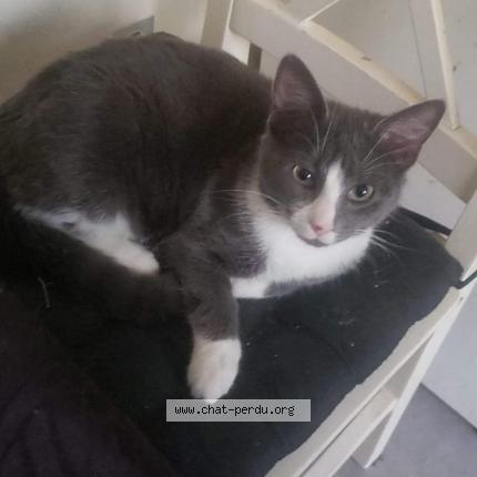 Photo 1/1 Mistigri Chat lost in Marigny le lozon