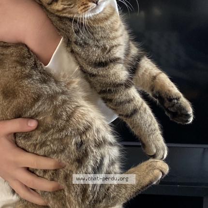 Photo 1/1 TOUPAC Chat lost in Saint sebastien sur loire