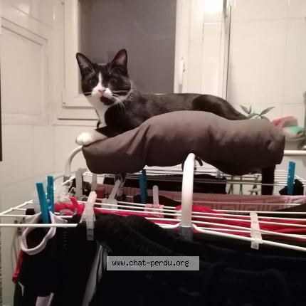 Photo 1/1 Shadow Chat lost in Gencay