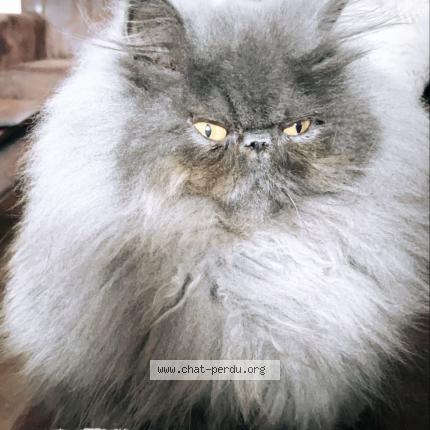 Photo 1/1 Nala Chat lost in La tremblade