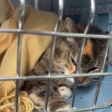 Picture of cat found at Sin Le Noble