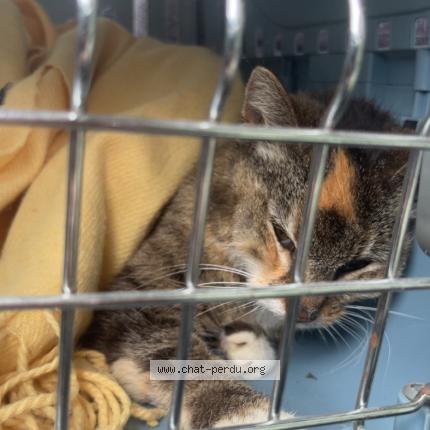 Photo 1/1 Found cat Found in Sin le noble