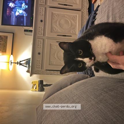 Photo 1/1 Tuco Chat lost in Saint jean de luz